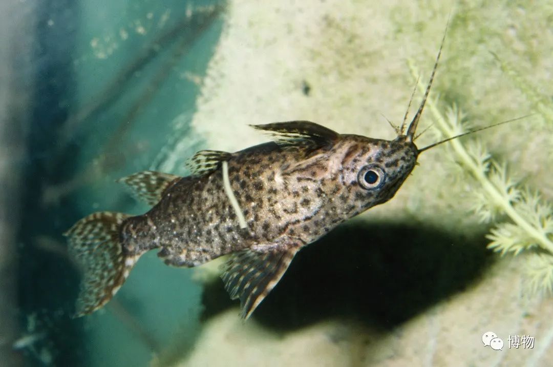 我死了又活了,我死了我的债务怎么办