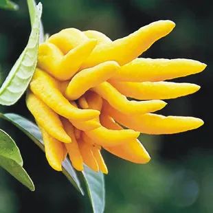 收藏！四川十二月月月hei惊艳