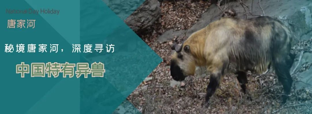 别去挤景点了！生态旅游了解一下