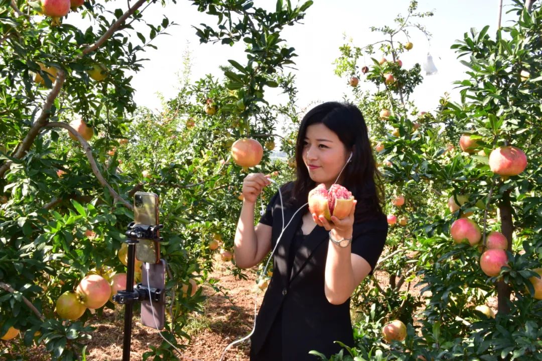 洛阳2020免费采摘春华秋实石榴,临潼石榴采摘攻略