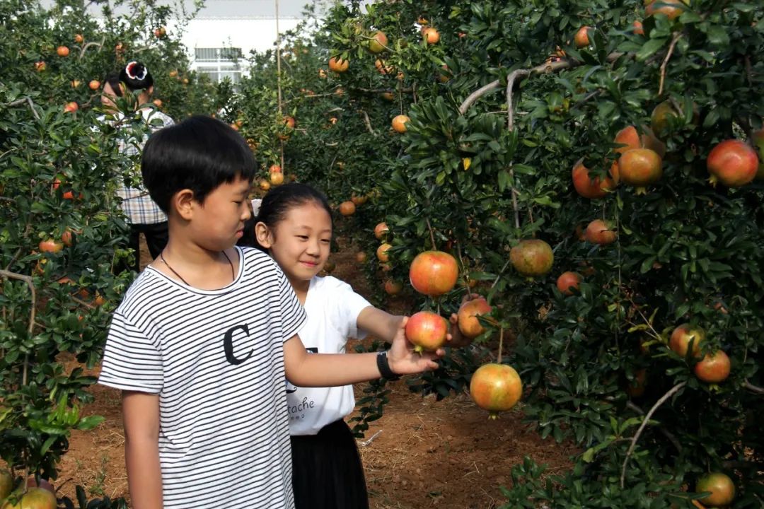 洛阳2020免费采摘春华秋实石榴,临潼石榴采摘攻略