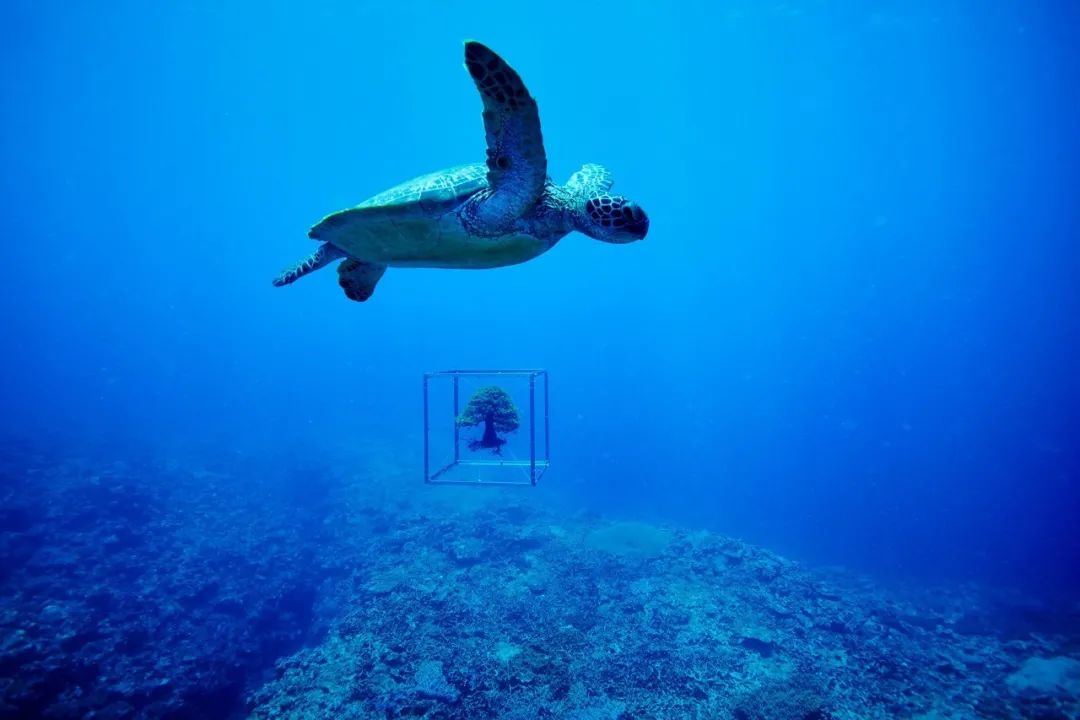 他是日本著名“花花公子”，拈花惹草只为极致的美