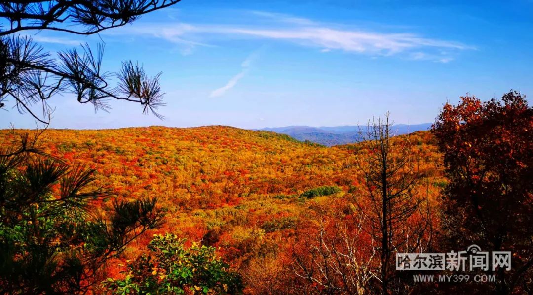 看万山红遍层林尽染全文图片,看万山红遍层林尽染全文朗诵