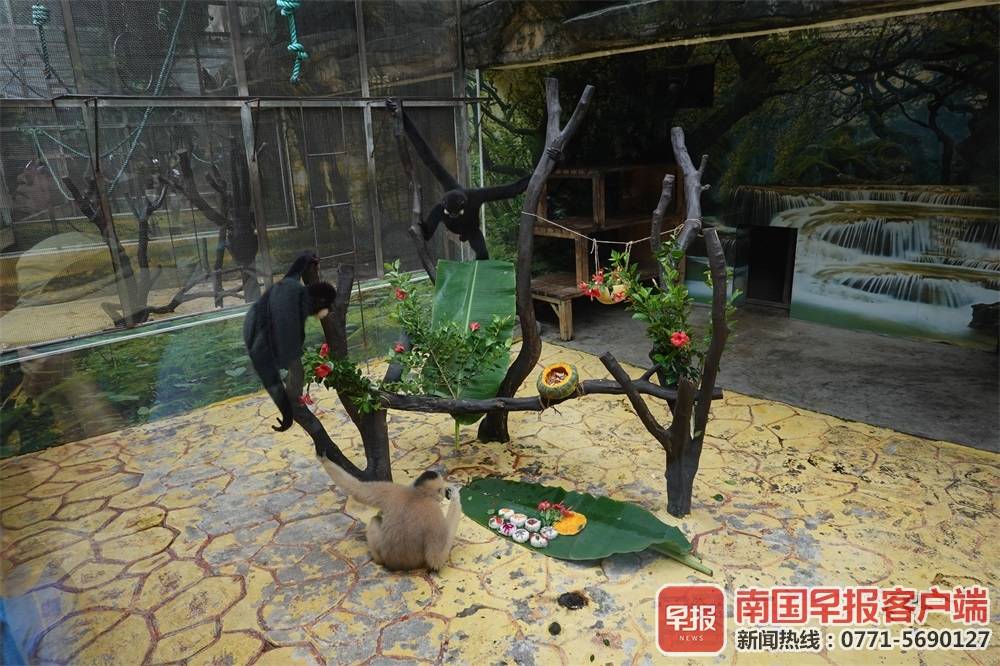 大熊猫三胞胎过中秋吃月饼,大熊猫三胞胎吃月饼庆中秋新闻