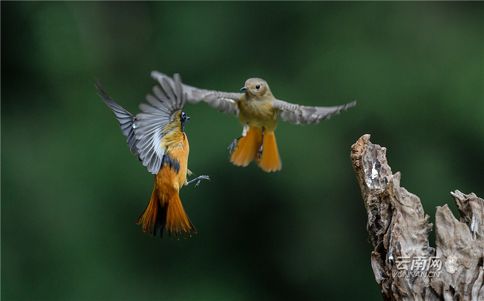 昆明金殿景色,云南昆明金殿公园绝美照片