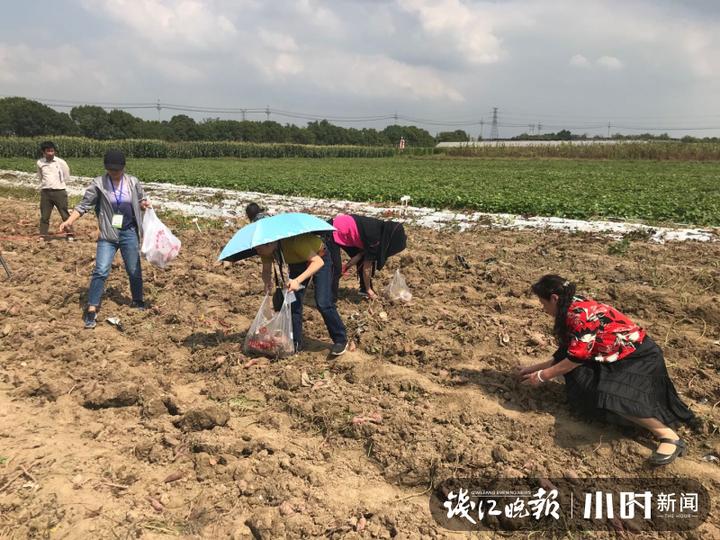 秋日盛宴！赏向日葵花海玩“猫猫兔”，省农科院杨渡科研创新基地多姿多彩
