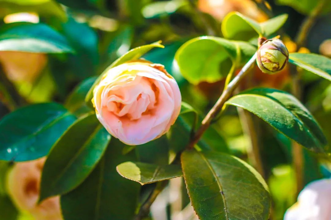 昆明春城秀图片,昆明正宗春城秀