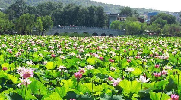 李正善作品,李正善书法欣赏