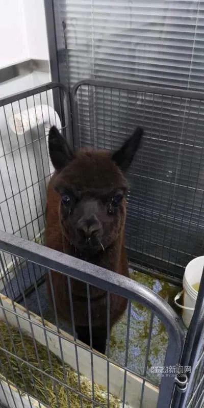 踏入异宠圈你想好了吗?丨刺猬、蜘蛛、羊驼、蟑螂……获取渠道或涉违法,如弃养更会危害公共安全