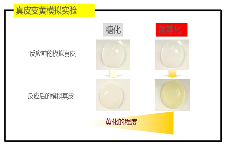 抗老真相,抗老的真相