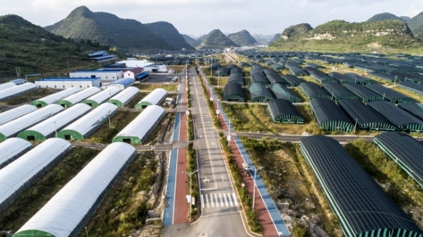 黔菌贞丰牛肝菌,黔菌