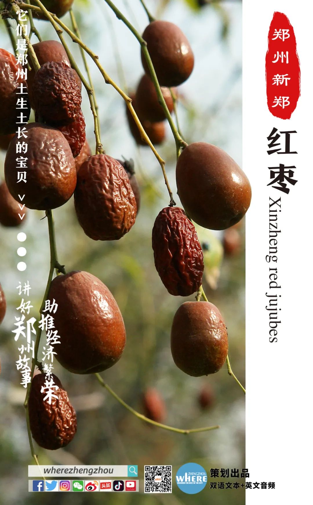 【双语听读】Xinzhengredjujubes新郑红枣