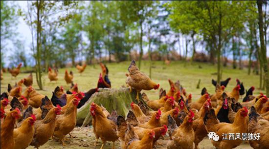 江西崇仁县麻鸡店,正宗江西崇仁麻鸡