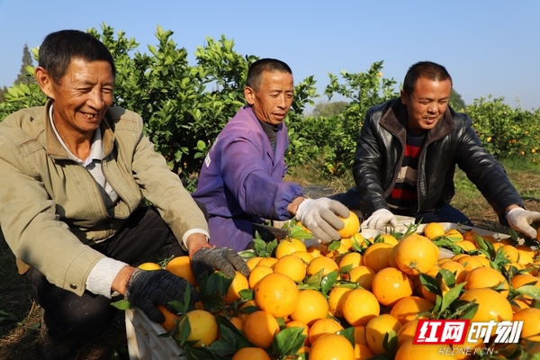 益阳乡村振兴故事,益阳农业现代化