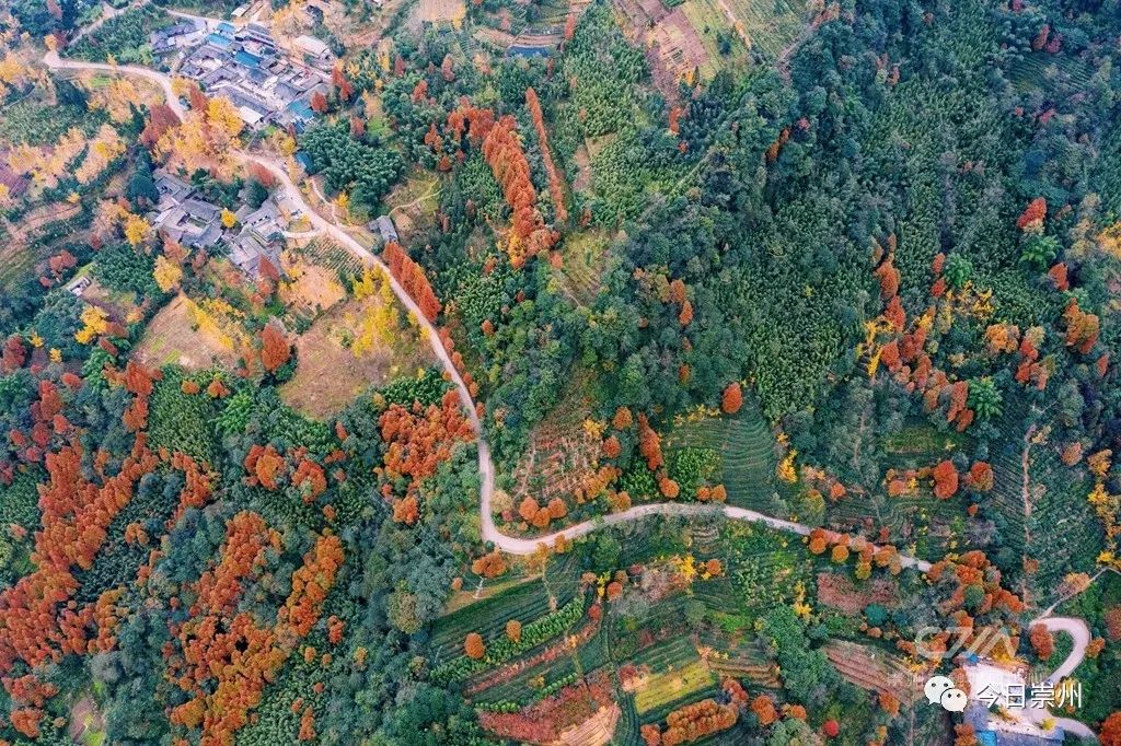 初秋彩林成都周边秘境,成都附近彩林秘境