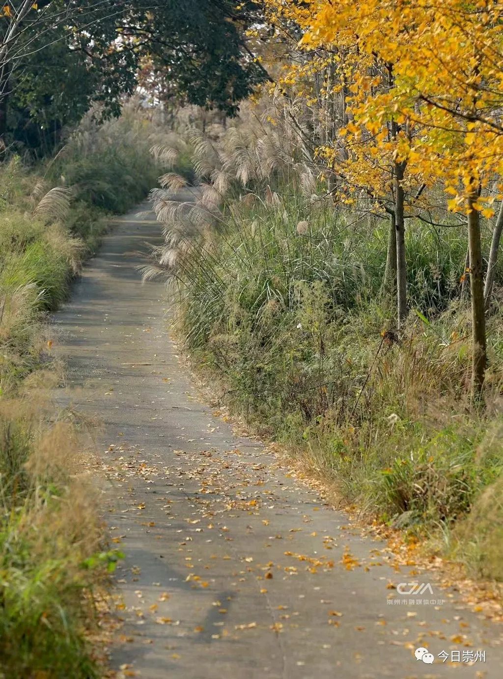初秋彩林成都周边秘境,成都附近彩林秘境