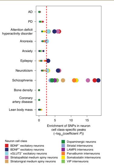 「长文解读」NatGenet︱阿尔茨海默症和帕金森病的单核苷酸多态性研究,揭示两种疾病的遗传风险位点的变异