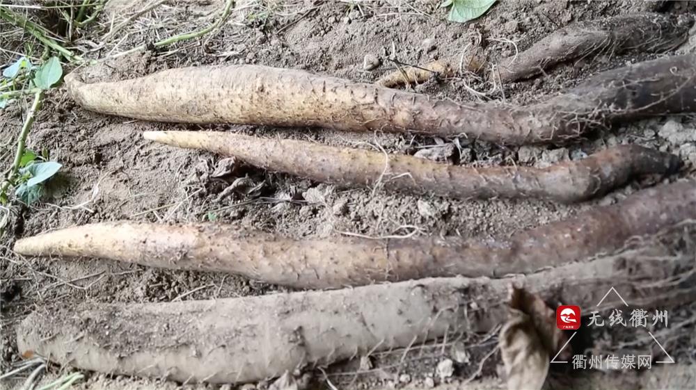 衢州传媒在线直播,衢州传媒网最新直播