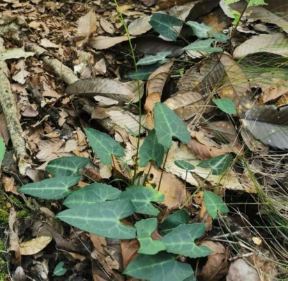 四川发现植物新种“戟叶风毛菊”叶子的形状像一把戟