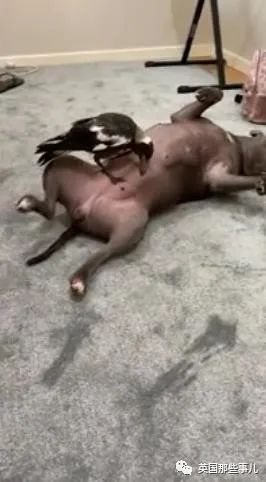 狗子把受伤的喜鹊当娃养，没怀过孕居然开始产奶