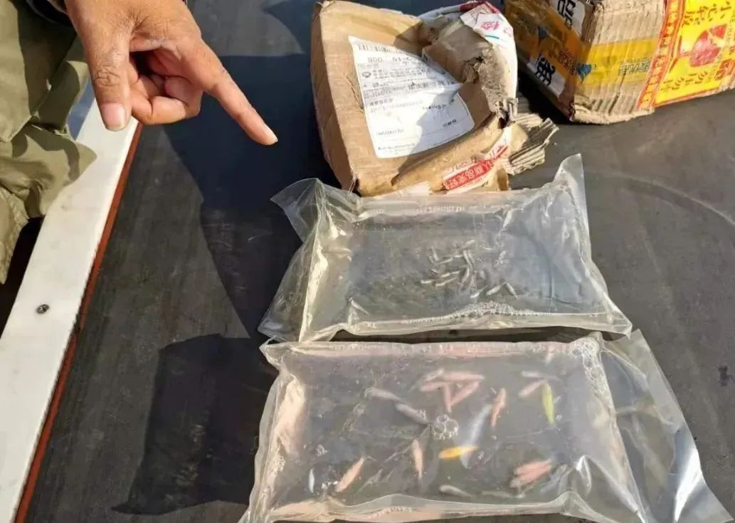 快递大面积停摆官方回应,官方回应快递大面积停摆了