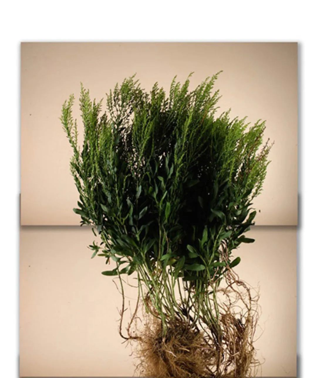 土这种物质，可太冤了