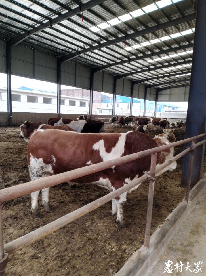 牛是拴着养好还是散养好,散养牛一年能挣多少