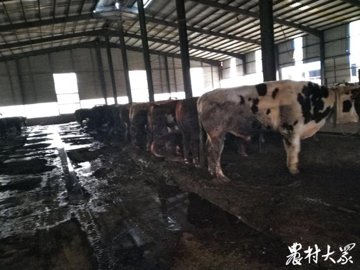 牛是拴着养好还是散养好,散养牛一年能挣多少