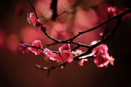 昆明春城风光秀,昆明春城秀小视频