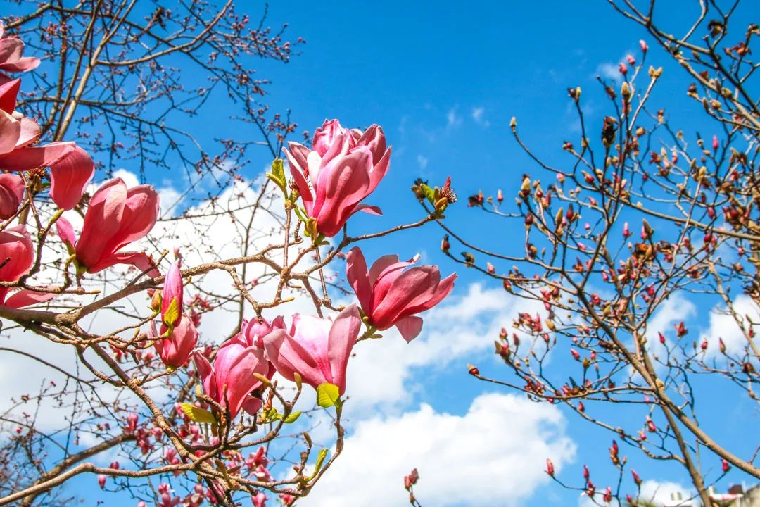 昆明春城风光秀,昆明春城秀小视频