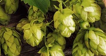 如何快速丰胸且不会反弹,不吃药怎么丰胸