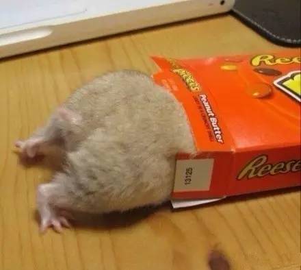 日本“性感小屁屁大赛”，300万网友围观点赞：屁屁虽好，不要贪摸哦