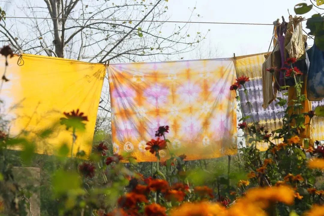 科普植物的用处,科普植物活动