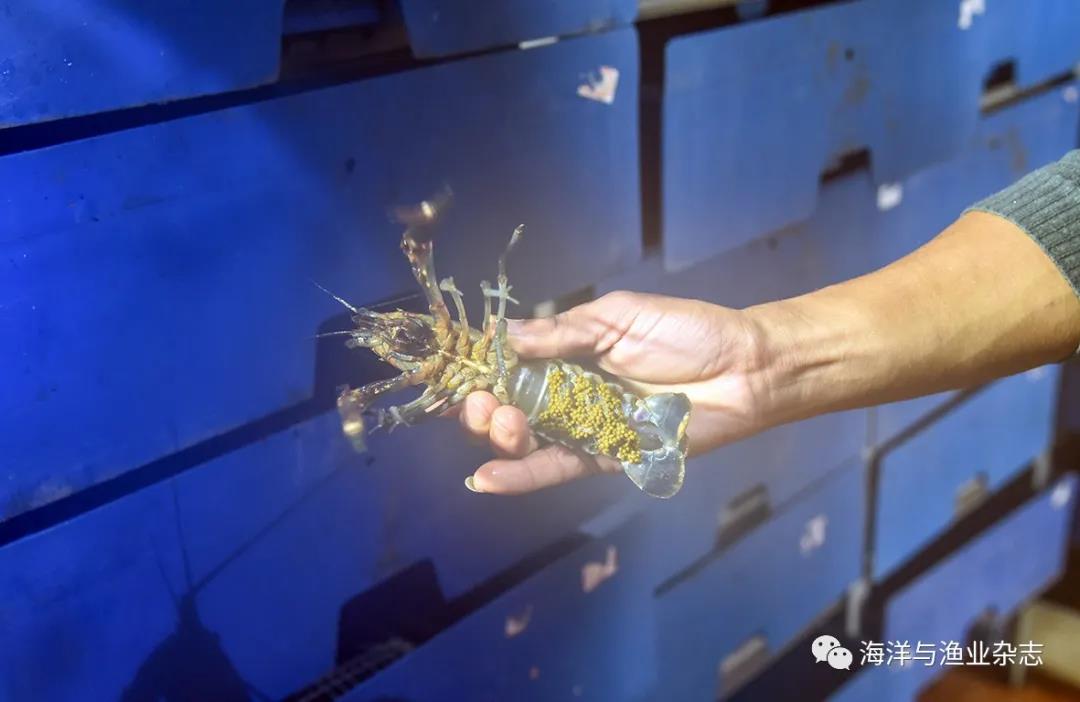 室内高密度养澳洲淡水龙虾,澳洲淡水龙虾养殖前景