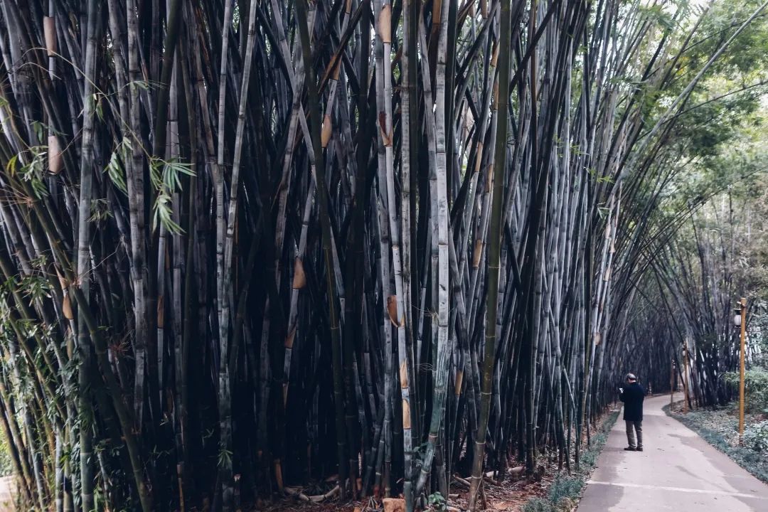 深圳值得打卡拍照的地方10月份,深圳绝美打卡地三月份