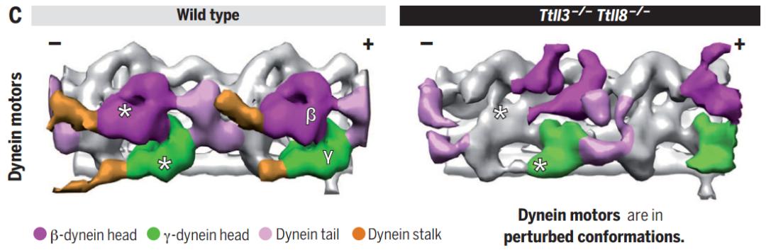 《科学》：精子向前冲的关键发现了！科学家发现，鞭毛甘氨酸化是精子保持直线前进的关键，相关缺陷或与男性不育有关丨科学大发现