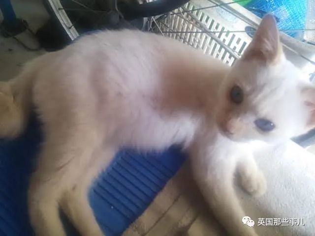 捡到小奶猫变身成男神,捡回来的小奶猫