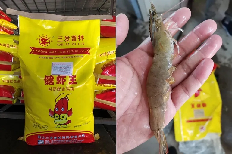 养虾高手养殖视频,养对虾高手经验