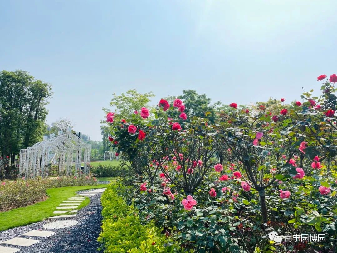 南宁赏花2022,赏花攻略南宁