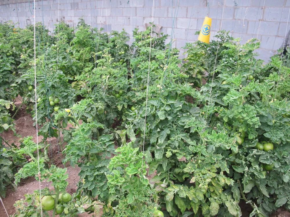 植物会感染新冠病毒吗,植物感染病毒怎么治