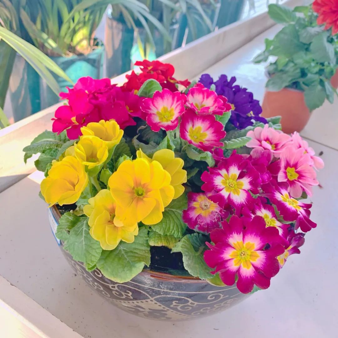 逛花市赏花灯,逛新春花市