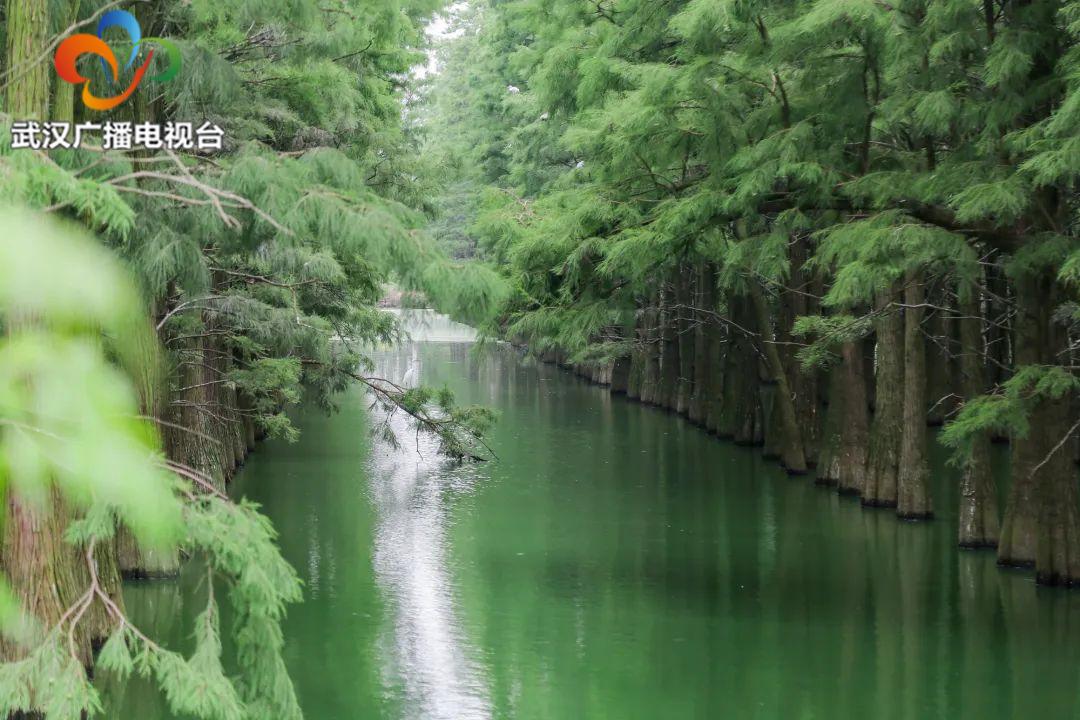 武汉百湖之城全景,武汉第一湿地公园