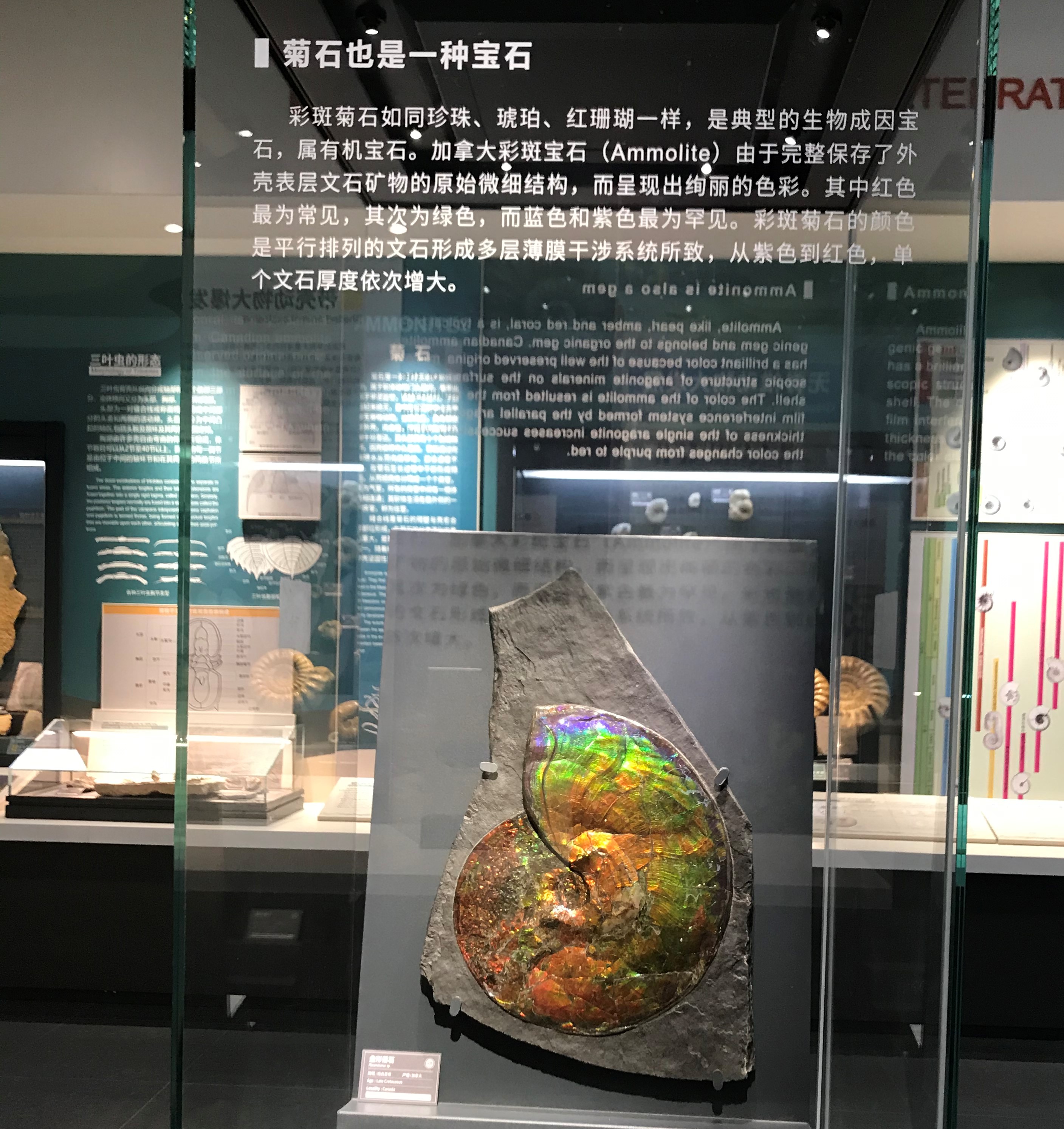 南京古生物博物馆6亿年海绵化石,南京地质博物馆恐龙化石要预约吗