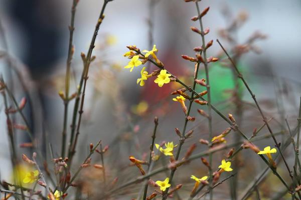 为何今年农历两个立春,为什么明年是双立春