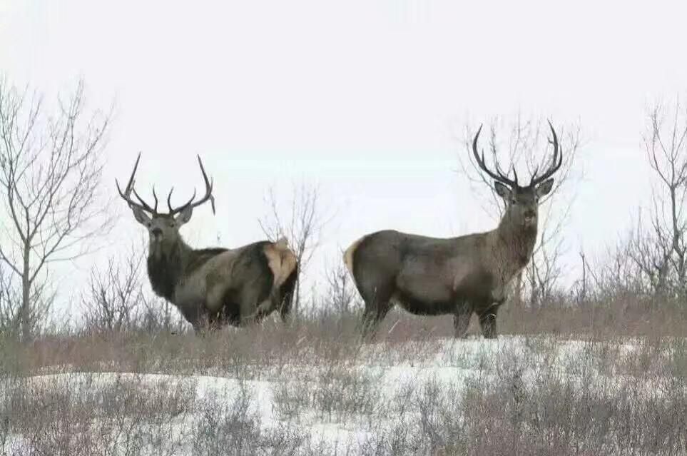春节不打烊随心玩,内蒙古就地过年