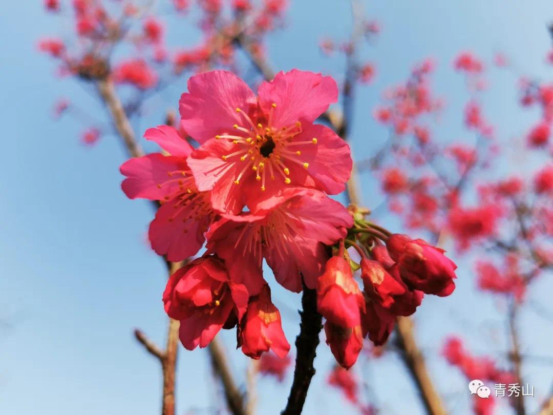 南宁赏花2022,赏花攻略南宁