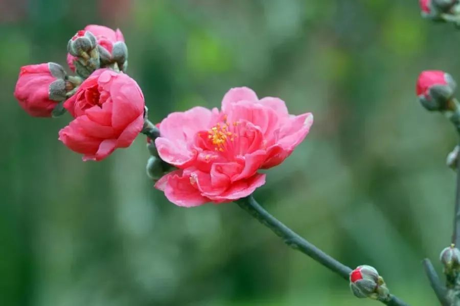 南宁赏花2022,赏花攻略南宁