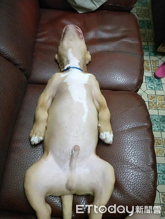 初四吃饱饭！恶霸大字型睡翻「羞露小JJ」　网笑：有个邪恶的想法