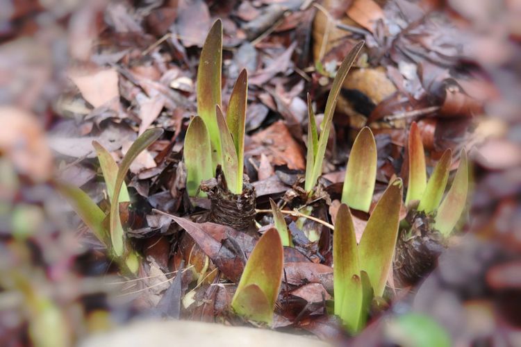 执手春天灼灼其华——咔嚓社最美遇见之寻找校园春意篇