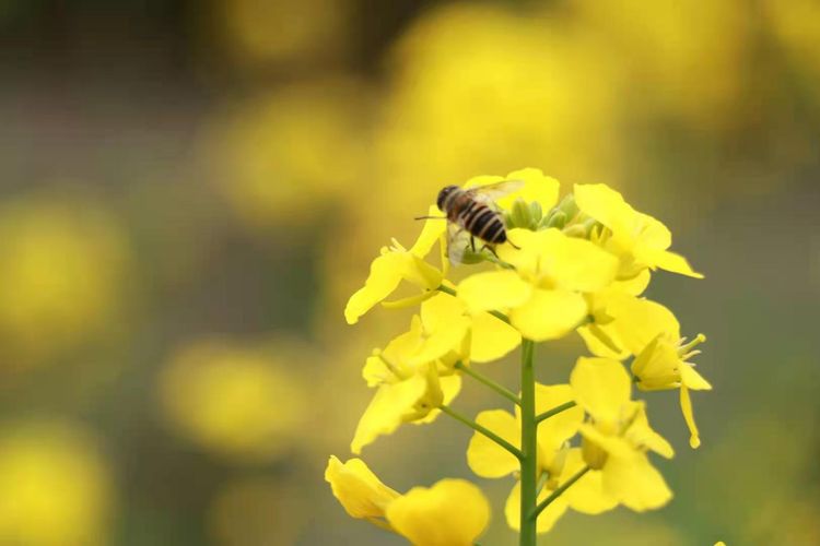 执手春天灼灼其华——咔嚓社最美遇见之寻找校园春意篇
